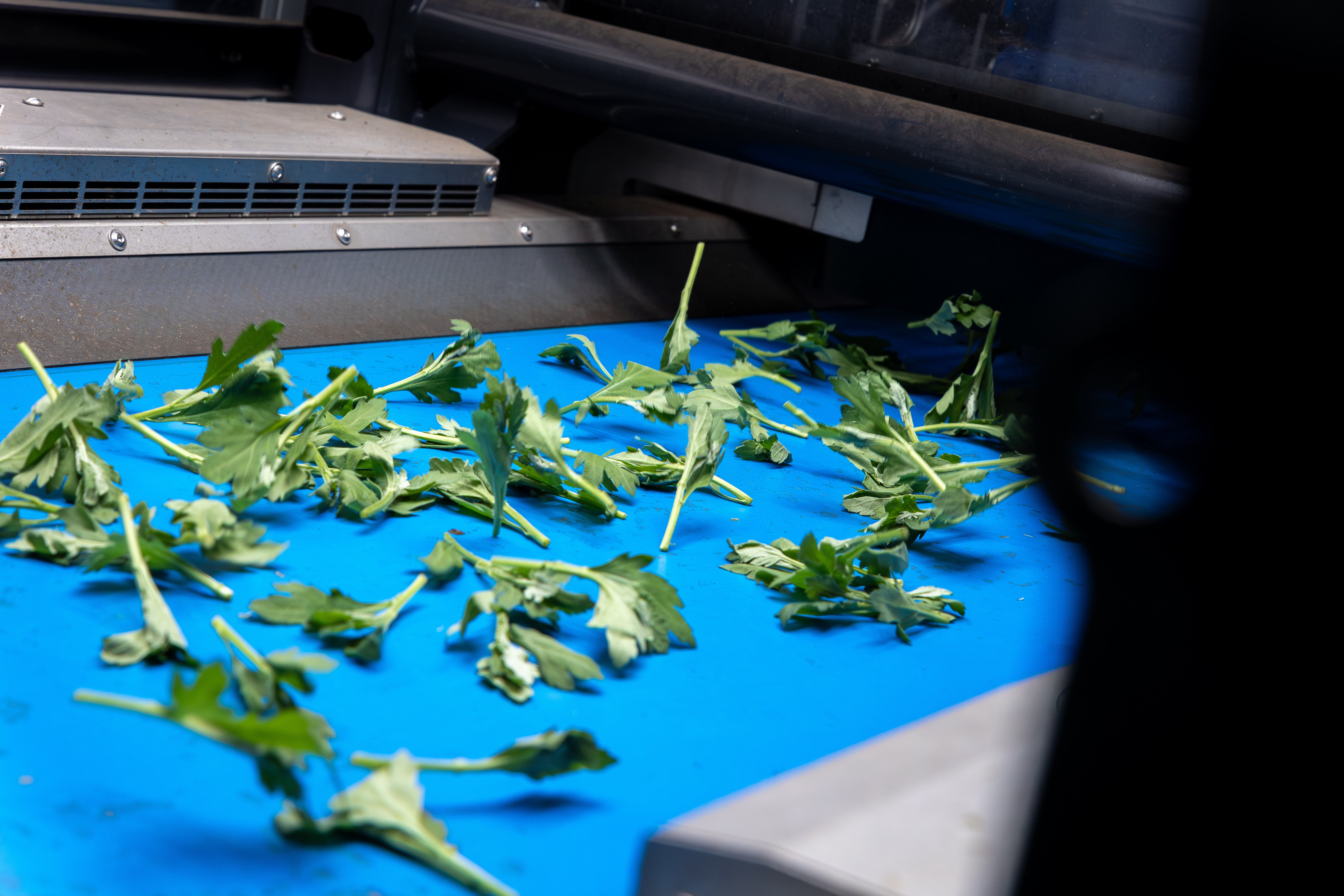 Conveyor belt shaking chrysanthemum cuttings apart to prepare them for automated picking by the TTA-ISO CuttingPlanter Chrysanthemum.